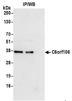 C6orf106 Antibody