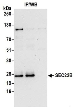 SEC22B Antibody