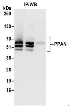 Rabbit anti-PPAN Antibody