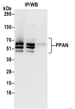 PPAN Antibody