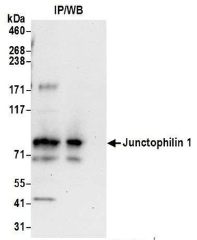 Junctophilin 1 Antibody