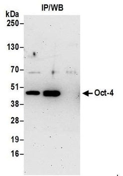 Rabbit Oct-4 Antibody
