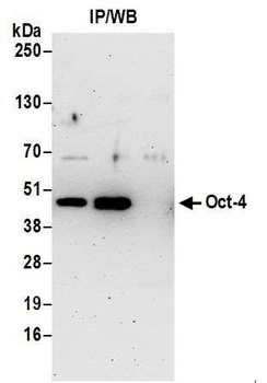 Rabbit anti-Oct-4 Antibody