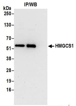 HMGCS1 Antibody