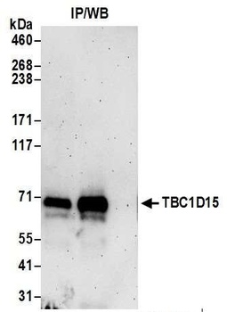 Rabbit anti-TBC1D15 Antibody