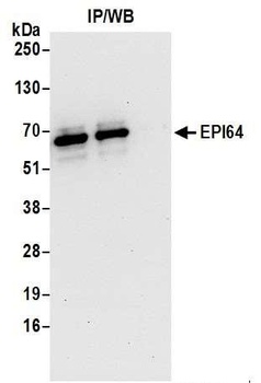 Rabbit anti-EPI64 Antibody