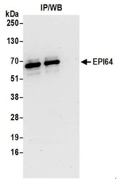 EPI64 Antibody