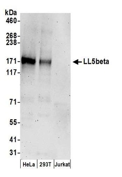 Rabbit LL5beta Antibody