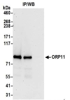 Rabbit anti-ORP11 Antibody