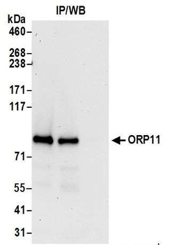 ORP11 Antibody