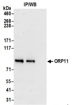 Rabbit anti-ORP11 Antibody
