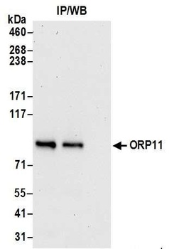 ORP11 Antibody