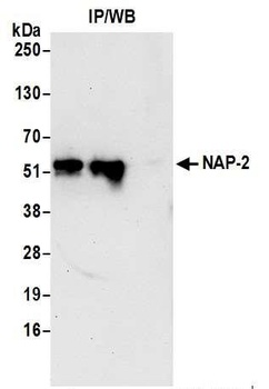 NAP-2 Antibody