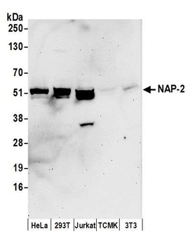 Rabbit NAP-2 Antibody