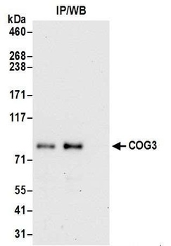 Rabbit anti-COG3 Antibody