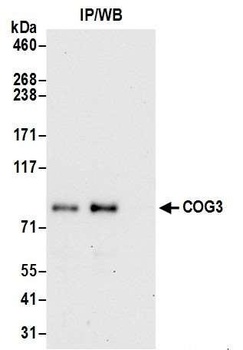 COG3 Antibody