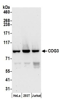 Rabbit anti-COG3 Antibody