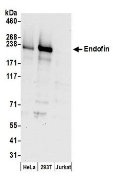 Rabbit Endofin Antibody