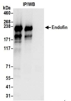 Endofin Antibody