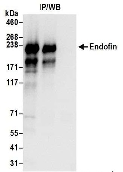 Rabbit Endofin Antibody