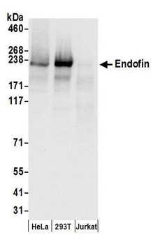 Rabbit Endofin Antibody