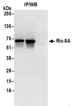 Ric-8A Antibody