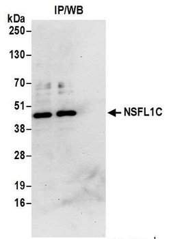 Rabbit anti-NSFL1C Antibody