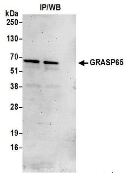 GRASP65 Antibody