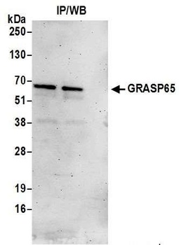 Rabbit GRASP65 Antibody