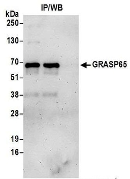 Rabbit GRASP65 Antibody