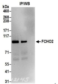 FCHO2 Antibody