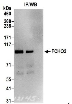 Rabbit anti-FCHO2 Antibody