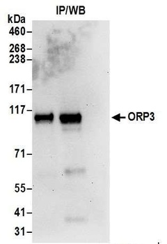 ORP3 Antibody