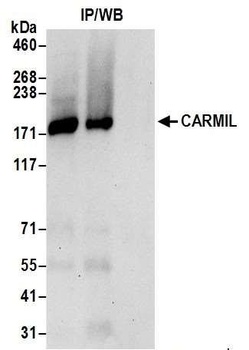 CARMIL Antibody