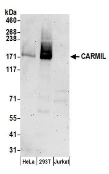 Rabbit anti-CARMIL Antibody