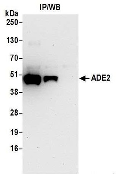 Rabbit anti-ADE2 Antibody