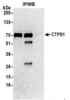 CTPS1 Antibody