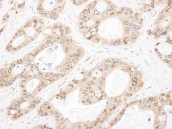 Rabbit anti-OGFR Antibody