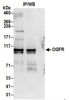 OGFR Antibody