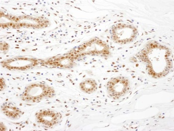 Rabbit anti-TRAX Antibody