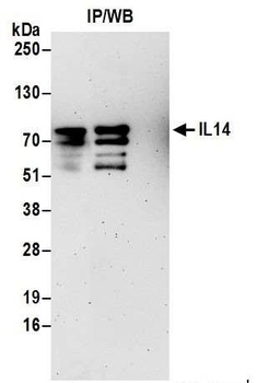 IL14 Antibody