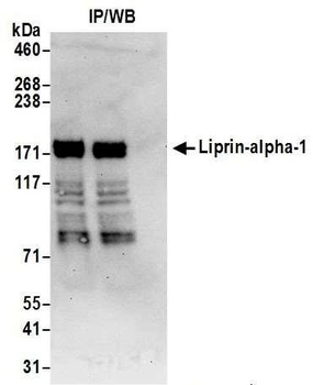 Rabbit anti-Liprin-alpha-1 Antibody