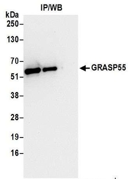 GRASP55 Antibody