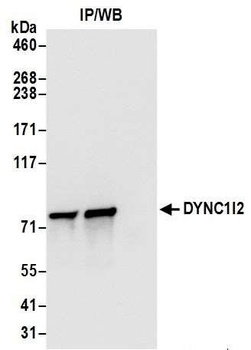 Rabbit anti-DYNC1I2 Antibody