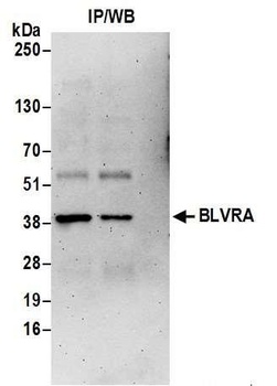 Rabbit BLVRA Antibody