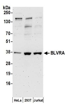 Rabbit BLVRA Antibody