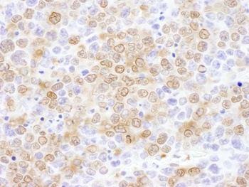 NUDC Antibody
