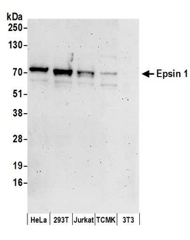Rabbit Epsin 1 Antibody