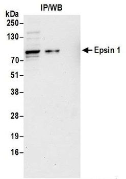 Rabbit Epsin 1 Antibody