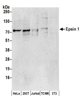 Rabbit Epsin 1 Antibody